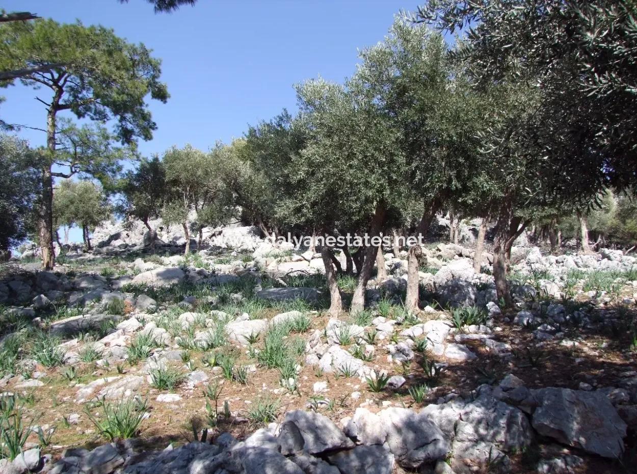 Çandır 5367M2 Farm Land For Sale Sea Views