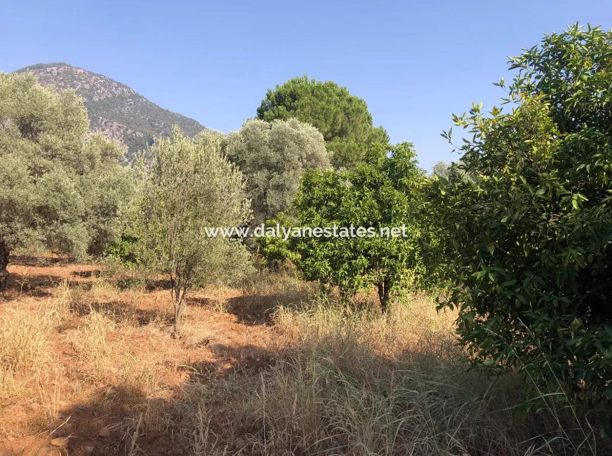 Land Field For Sale In Köyceğinz Yangi 9406M2 Land For Sale