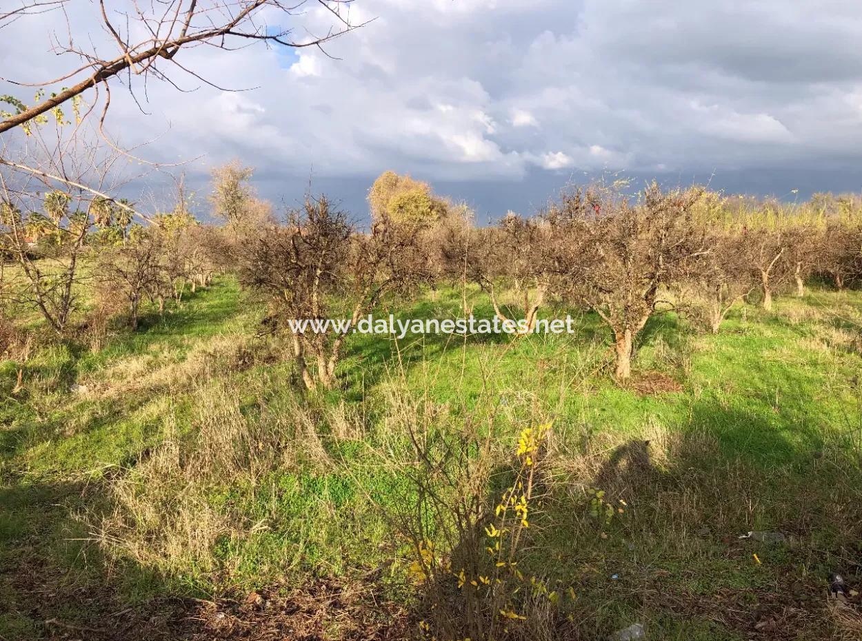 Dalyan Land For Sale Near The Center 3000M2 5% Zoning Land For Sale