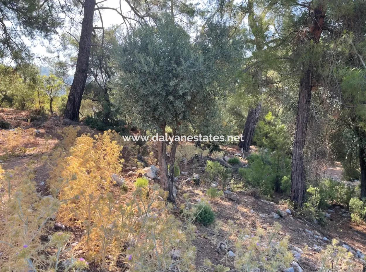 2620M2 Land Field For Sale With Sea View Of Çandir