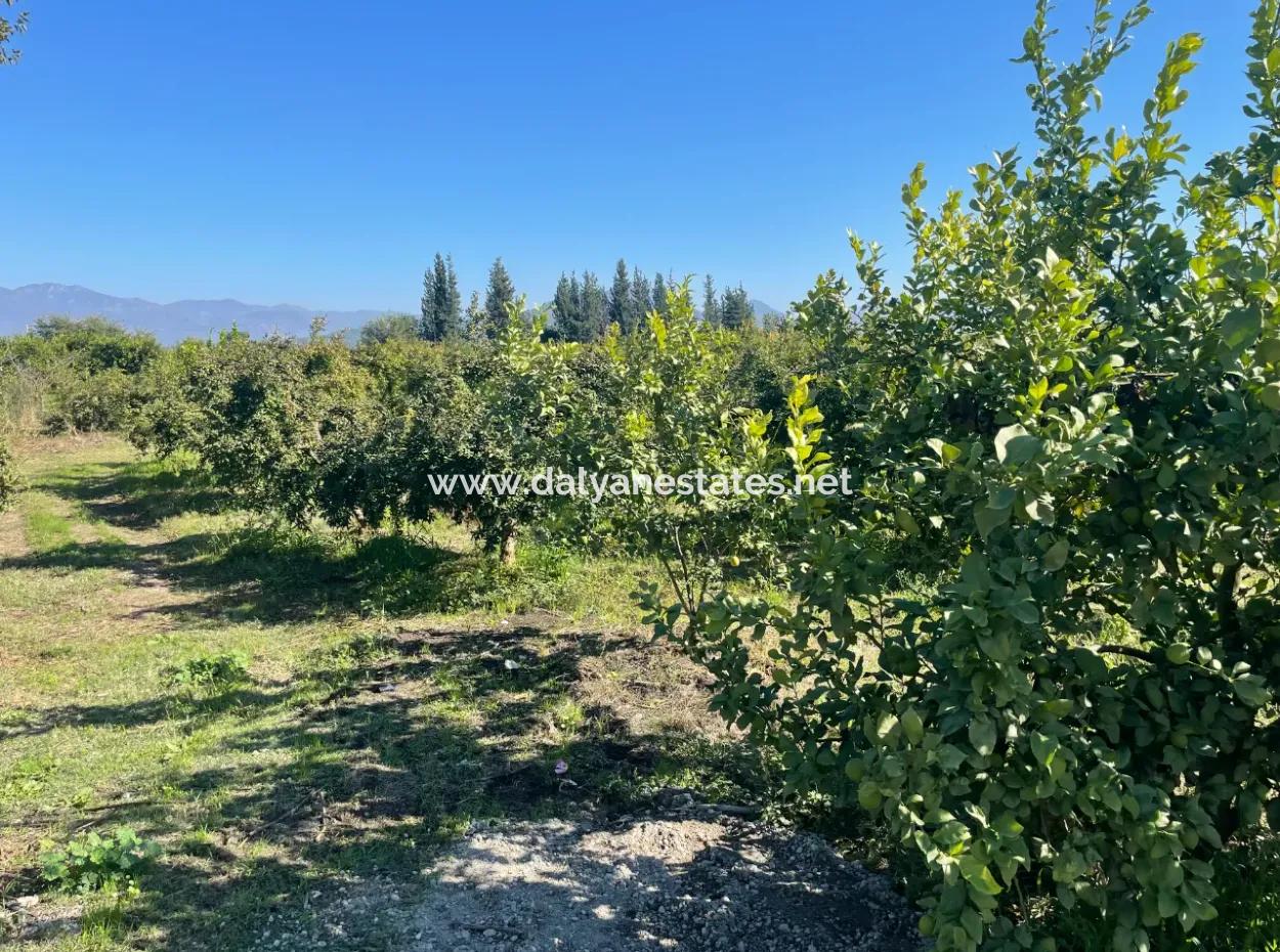 2223M2 Fields For Sale In Dalyan
