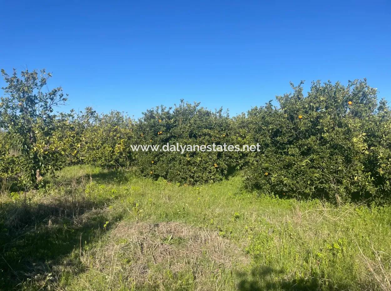 Dalyan Land For Sale 5227M2 Land For Sale