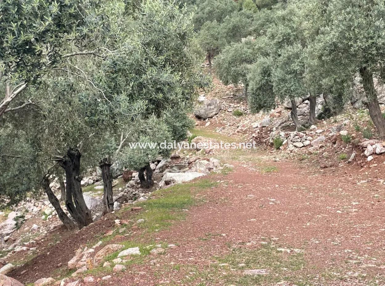 Olive House With Sea View In Ekincik Is For Sale
