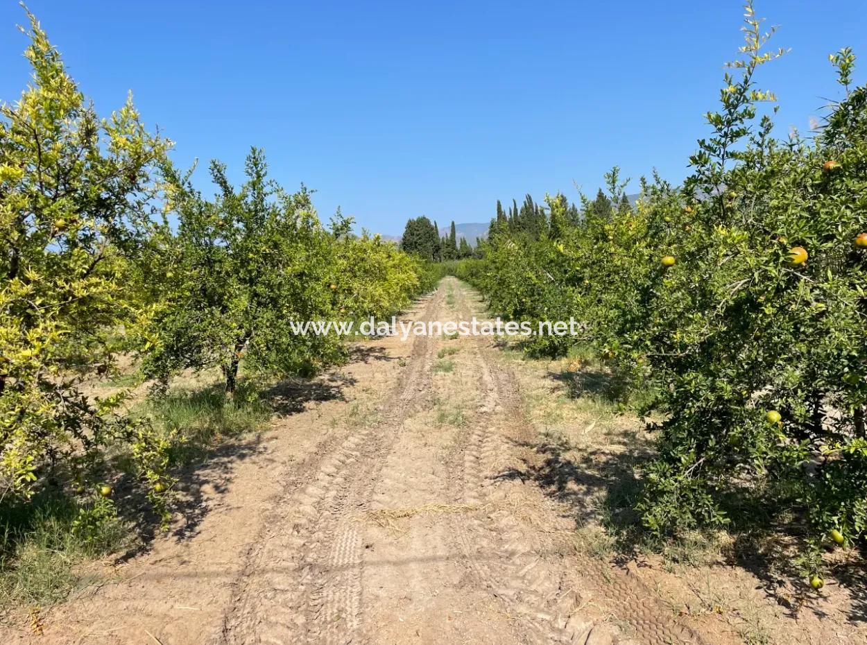 10,000M2 Pomegranate Garden For Sale In Dalyan Arıkbaşı And Gerendüzün