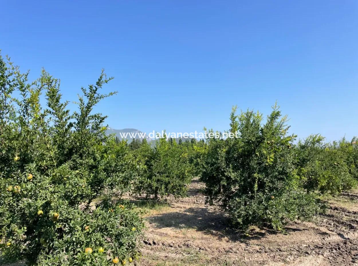 10,000M2 Pomegranate Garden For Sale In Dalyan Arıkbaşı And Gerendüzün