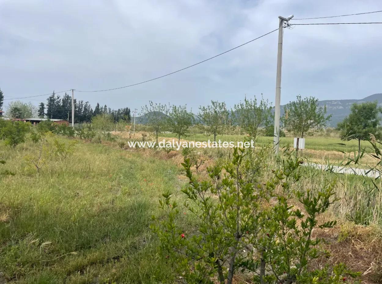 Field For Sale 6500M2 In Dalyan