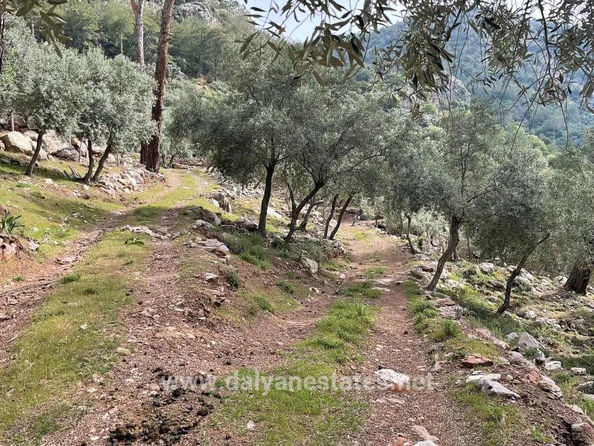 Для продажи Поле в Ekincik Köyceğiz - Под Оливковая роща застройку - 7.000 m²