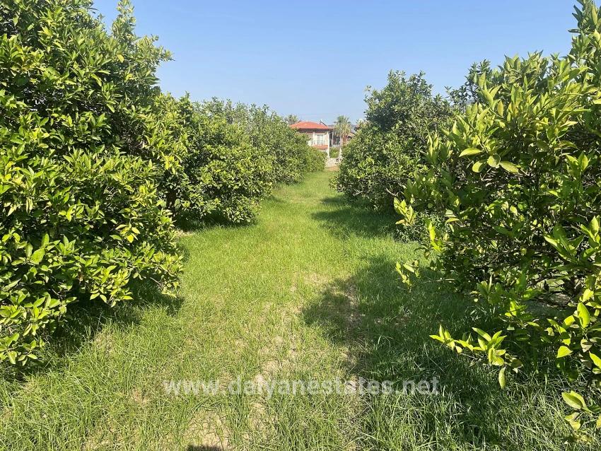 Земля 722м2 На Продажу В Дальян Гюльпынар