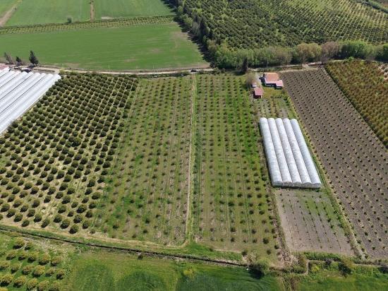Гранатовый Сад Площадью 16 000 М² Продается В Эскикёе.