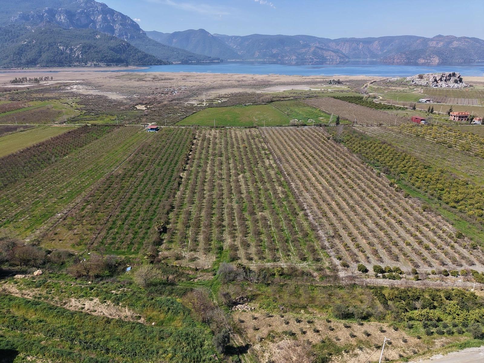 Eskiköy'de Göl Manzaralı 16.710m2 Satılık Nar Bahçesi
