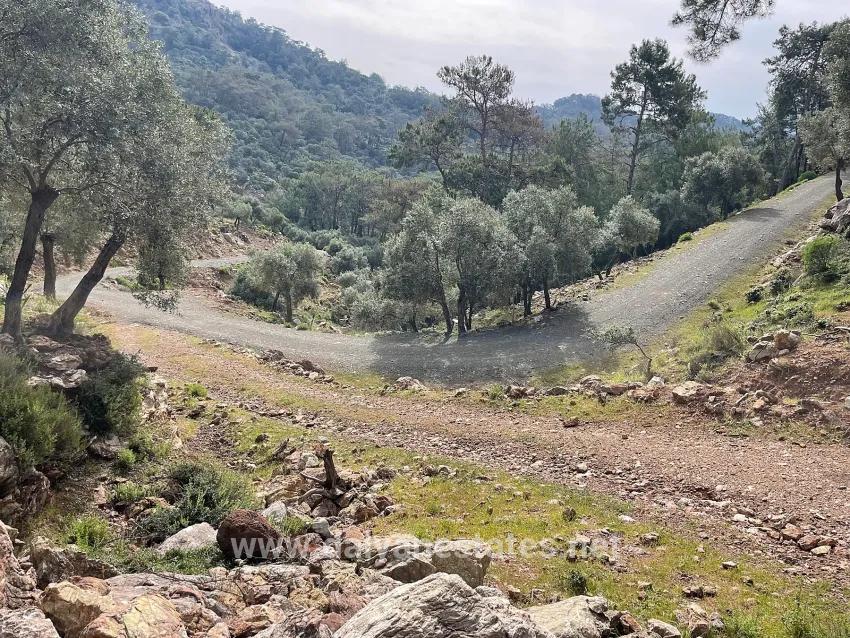 Köyceğiz Ekincik Mah. Satılık Tarla - Zeytinlik İmar Durumlu - 7.000 m²