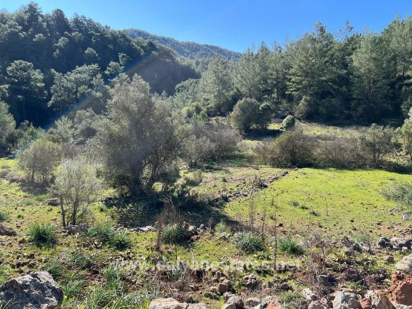 Gökbel'de Doğa Ve Orman İçerisinde Satılık Tarla