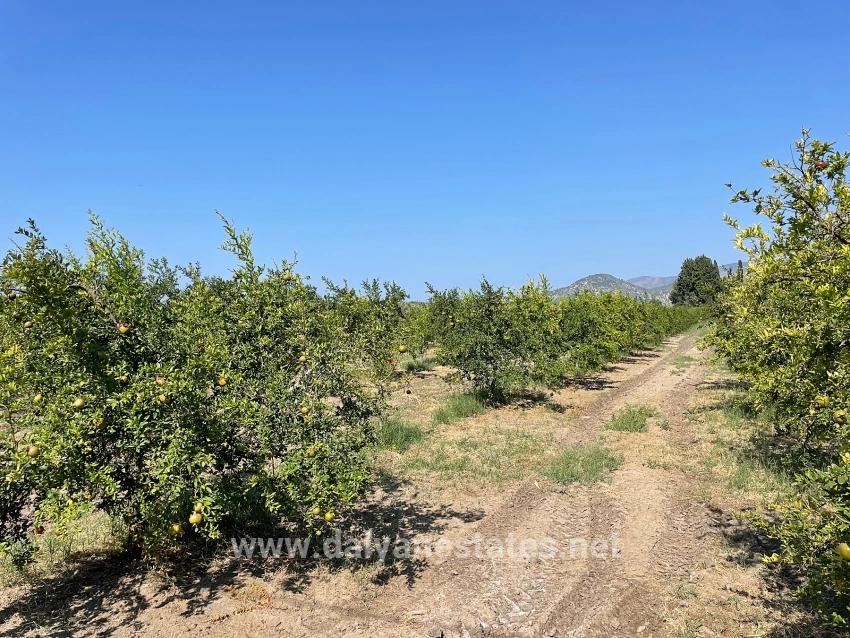 Dalyan Arıkbaşı Gerendüzü Mevkiinde 10,000m2 Satılık Nar Bahçesi