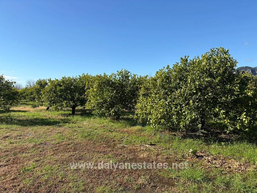 Dalyan'da 16.500m2 Satılık Limon Bahçesi