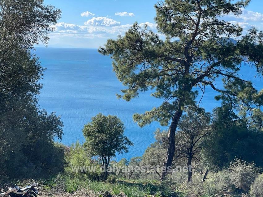 Çandır Full Deniz Manzaralı 20.000m2 Satılık 2b