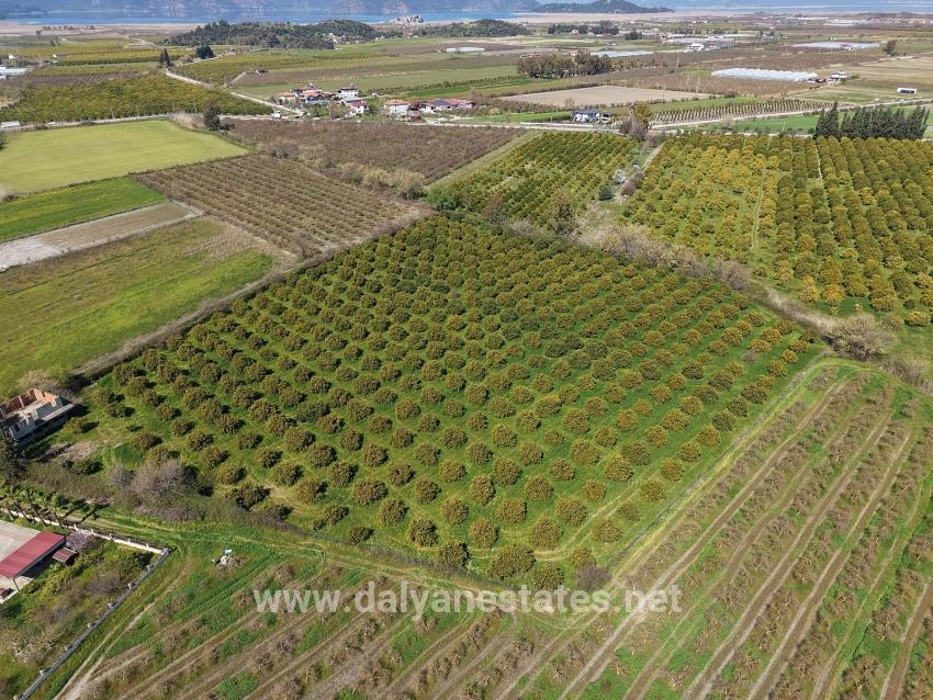 Dalyan Merkeze Yakın 17.550m2 Satılık Bağ-bahçe