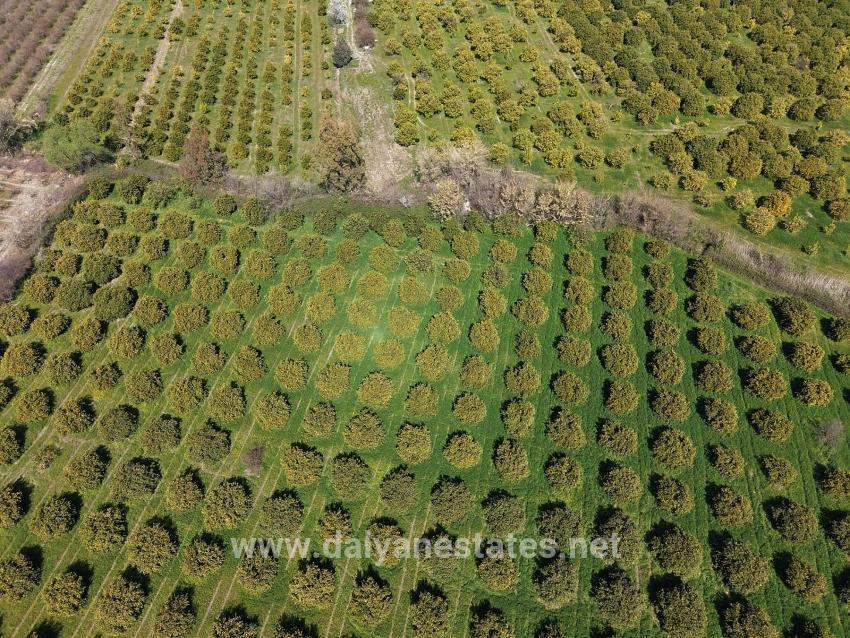 Dalyan Merkeze Yakın 17.550m2 Satılık Bağ-bahçe