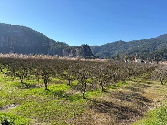 Dalyan'da Bağ Bahçe Olarak 5985m2 %5 İmarlı Satılık Arsa