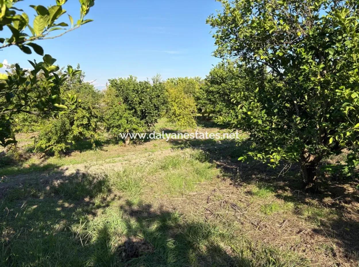 Eskiköy'de 6150M2 Satılık Limon Ve Nar Bahçesi