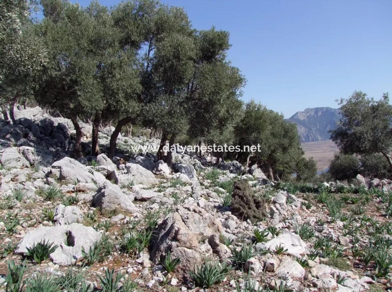 Çandır Deniz Manzaralı 5367M2 Tarla Arsa Satılık