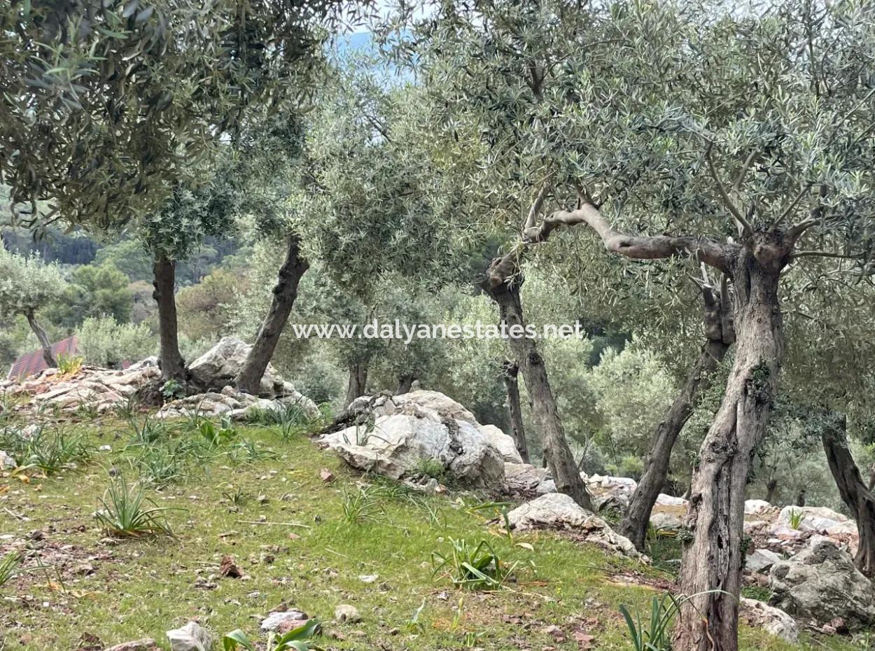 Ekincikde Deniz Manzaralı Zeytin Evi Satılıktır